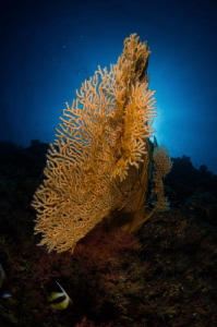 Glowing gorgonaria by Dmitry Starostenkov 